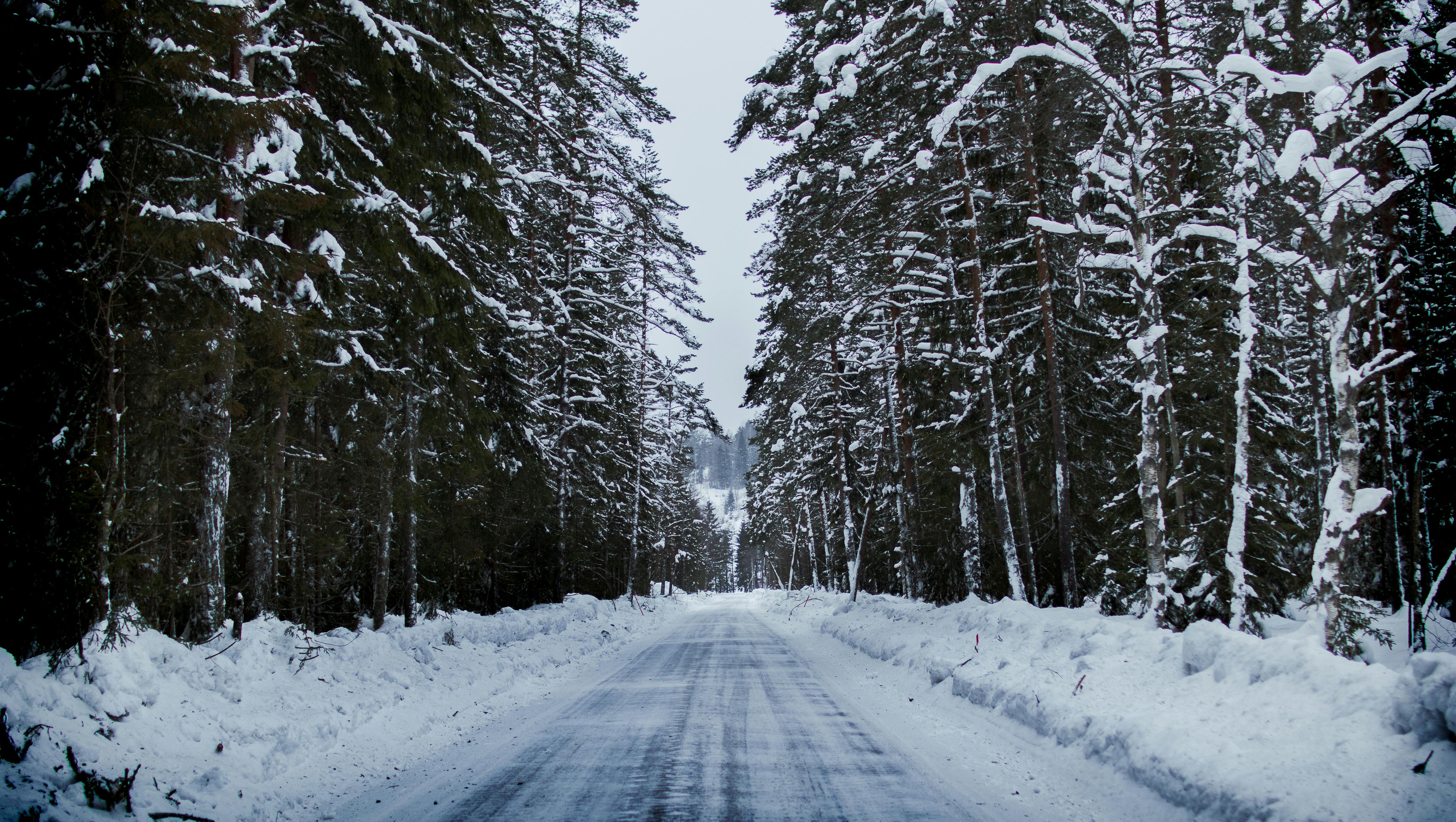 vinterväg mellan träd i skogen